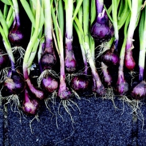 Organic Onions & Tear-free Onions